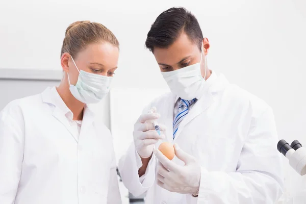 Scientists injecting an egg — Stock Photo, Image