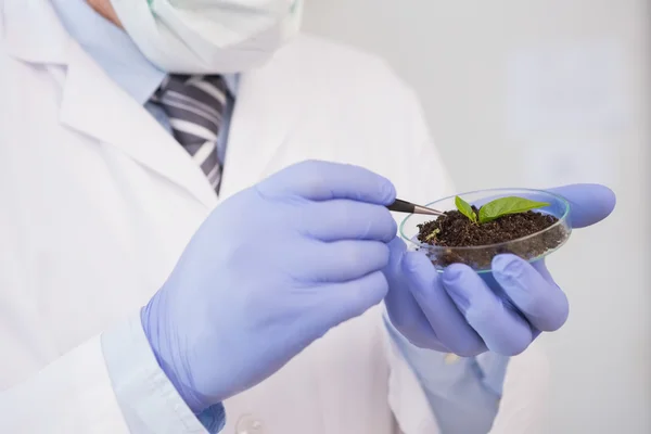 Scientist analysing plant in petri dish — Stock Photo, Image