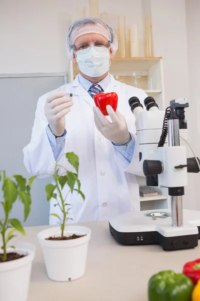 Lebensmittelwissenschaftler arbeitet aufmerksam mit rotem Pfeffer — Stockfoto