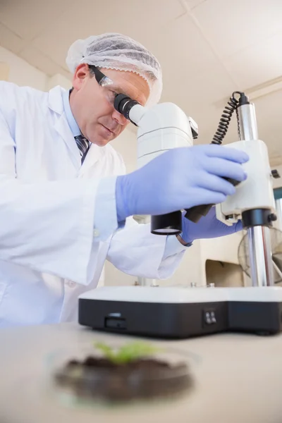 Scienziato che esamina le piante al microscopio — Foto Stock