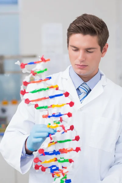 Scientist holding dna model — Stock Photo, Image