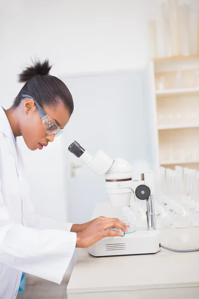 Concentrated scientist looking at petri dish — Stock Photo, Image