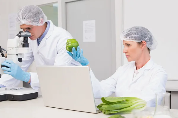 Scientists examining green pepper — Stock Photo, Image