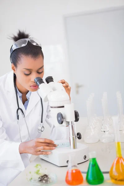 Scientist looking at petri dish under microscope — Stock Photo, Image