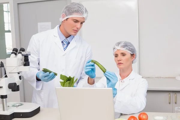 Cientistas examinando pimenta verde — Fotografia de Stock