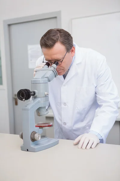 Scientist examining petri dish with microscope — 图库照片