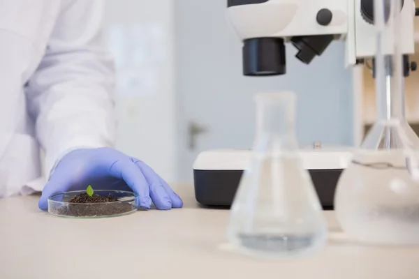 Vetenskapsmannen undersöker blad i petriskål — Stockfoto
