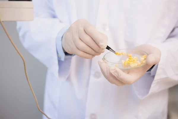 Cientista examinando sementes de milho em placa de Petri — Fotografia de Stock