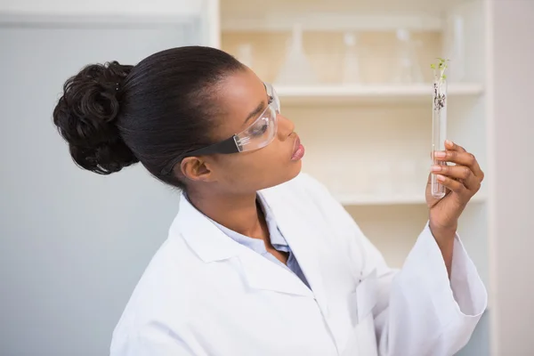 Scientist looking at sprouts in test tube — Stock Photo, Image