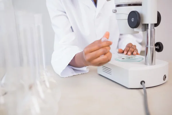 Scientist examining petri dish under microscope — Stock Photo, Image