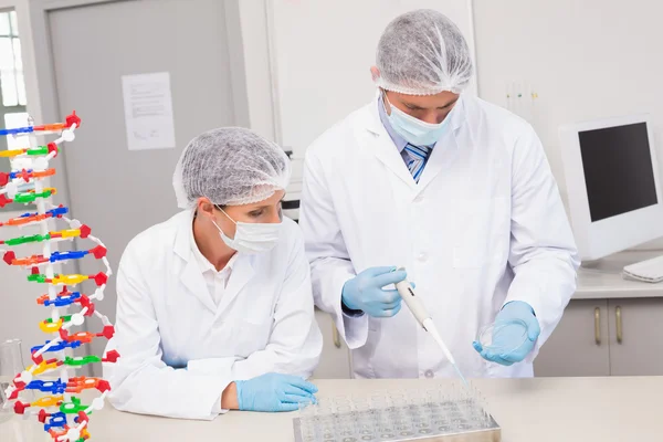 Scientists working with petri dish — Stock Photo, Image