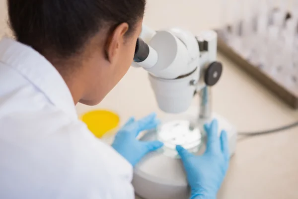 Naukowiec badanie Petriego pod mikroskopem — Zdjęcie stockowe