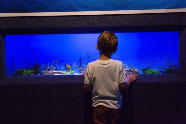 Young man looking at fish tank clipart