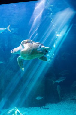 Sea turtle swimming in aquarium clipart