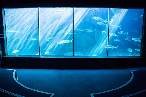 Найтемніша кімната з акваріумом — стокове фото
