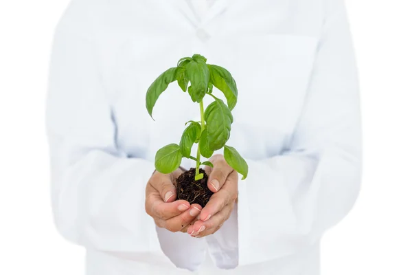 Forskare håller basil plant — Stockfoto