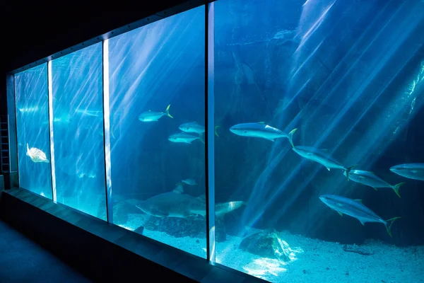 Vissen zwemmen in een donkerste tank — Stockfoto