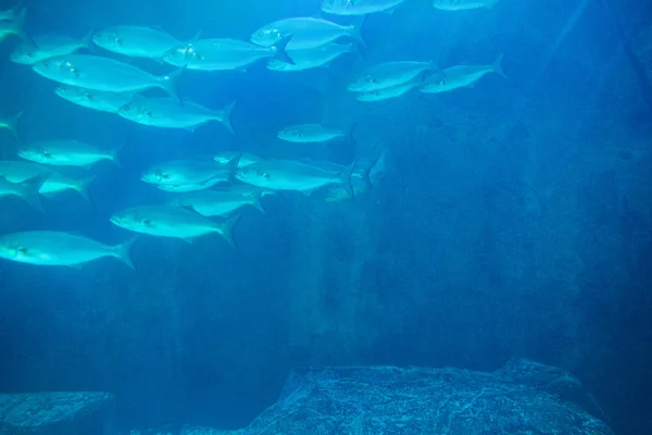Fish swimming in a darkest tank — Stock Photo, Image