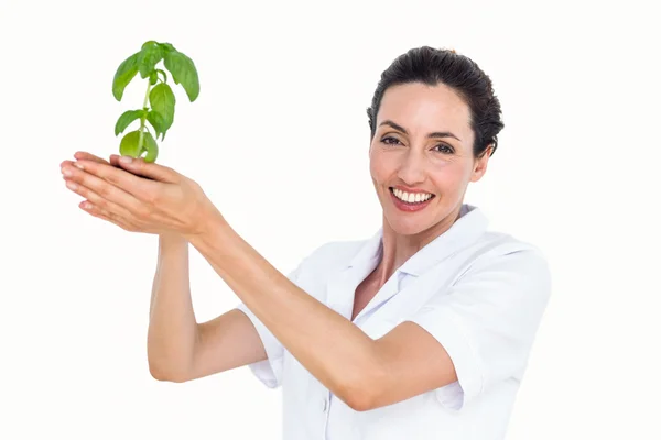 Cientista segurando planta manjericão — Fotografia de Stock