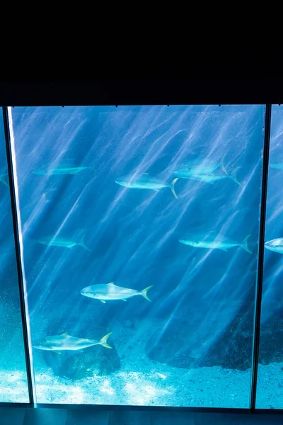 Donkerste kamer met een fish tank — Stockfoto