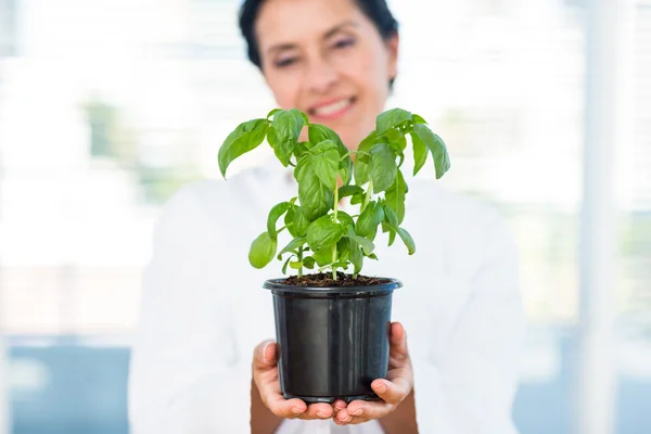 Forskare håller basil plant — Stockfoto