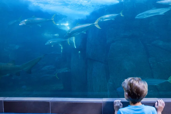 Junger Mann sieht Fische schwimmen — Stockfoto