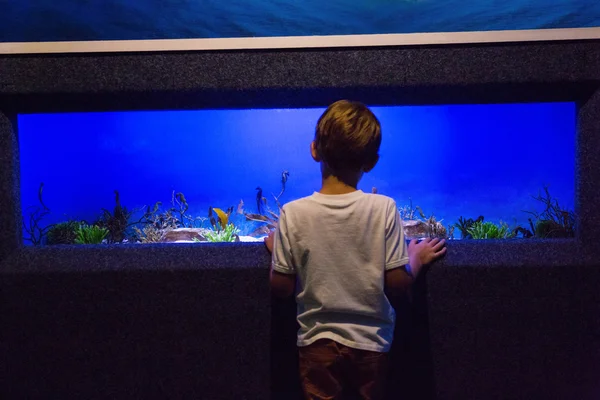 Young man looking at fish tank — Stock Photo, Image