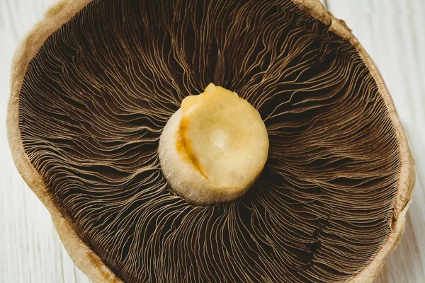 Fresh mushroom on wooden background — Stock Photo, Image