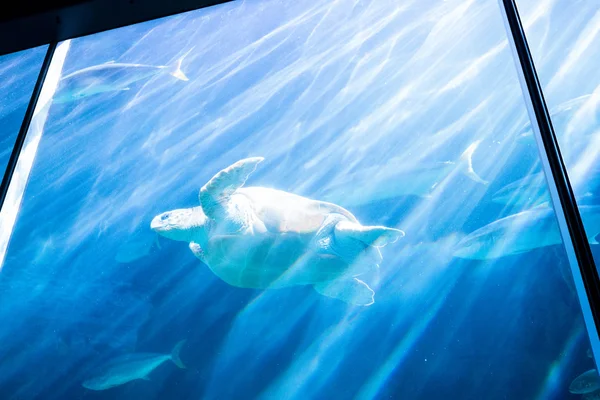 Meeresschildkröte schwimmt mit Fischen im Aquarium — Stockfoto