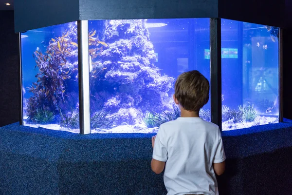 Junger Mann schaut sich Aquarium an — Stockfoto