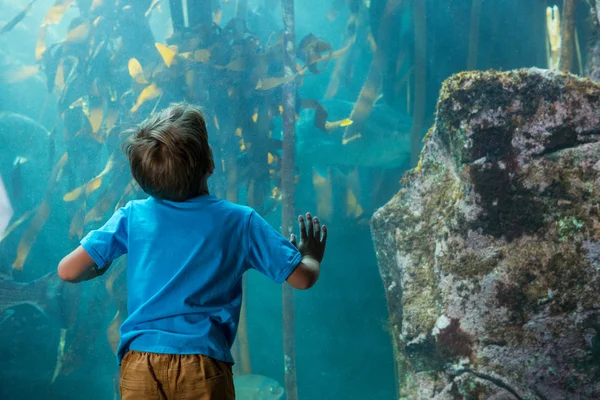 年轻男子触摸与藻类的坦克 — 图库照片