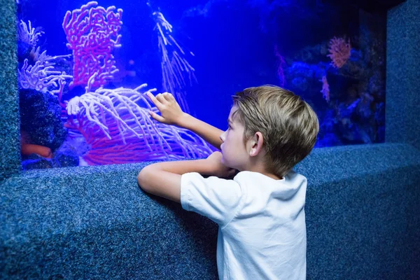 Young man touching an algae tank — Stock Photo, Image