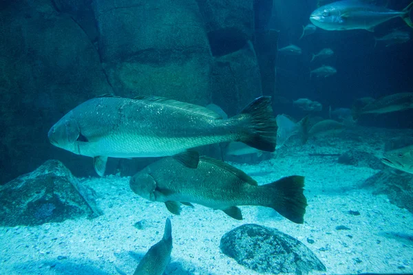 水槽を泳ぐ魚 — ストック写真