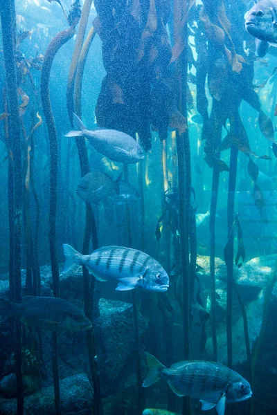 Риба плаває в резервуарі з водоростями — стокове фото