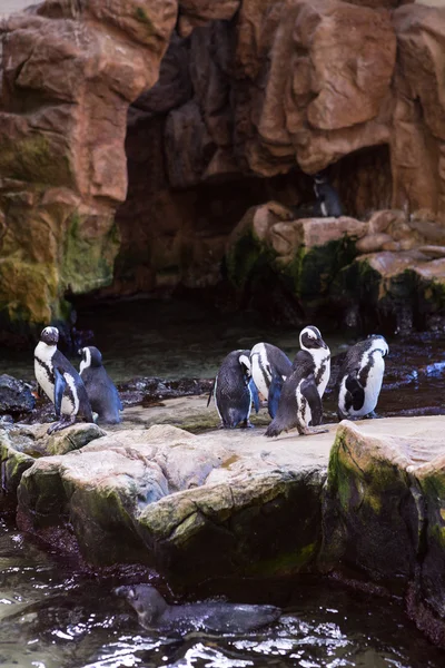 Пингвины ходят в камнях — стоковое фото