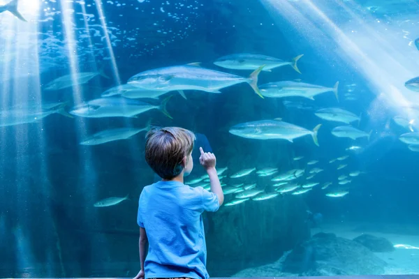 Jovem apontando peixe em um tanque com o dedo — Fotografia de Stock