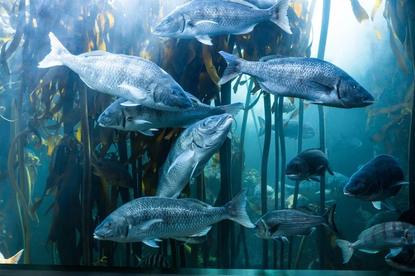 Big fish swimming in a tank — Stock Photo, Image