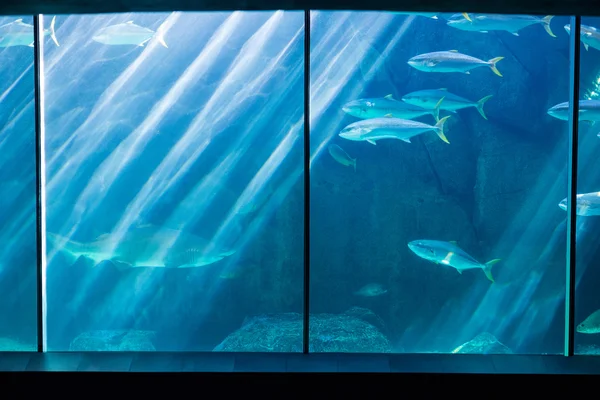 水槽を泳ぐ魚 — ストック写真