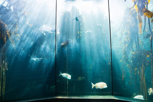 Zeeleven in een mooie verhelderend tank — Stockfoto