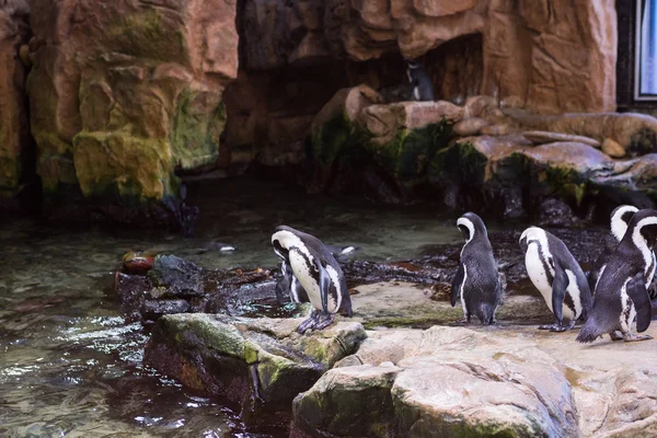 Pingüinos caminando en piedras —  Fotos de Stock