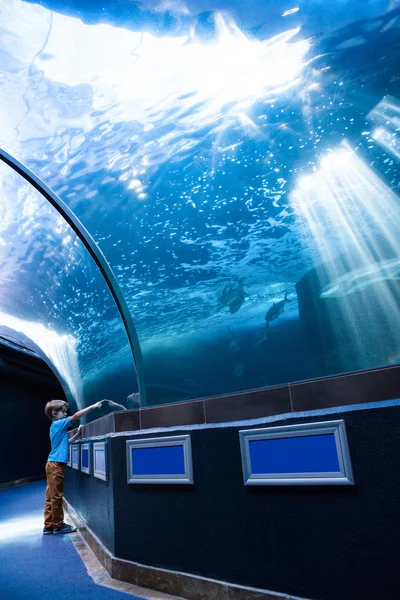 Jonge man in een tunnel tank wijzen een vis — Stockfoto