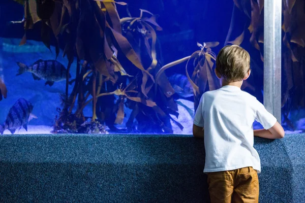 Hombre joven mirando peces y algas tanque — Foto de Stock