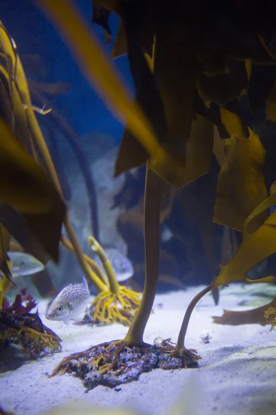 Fish hiding into yellow algae — Stock Photo, Image