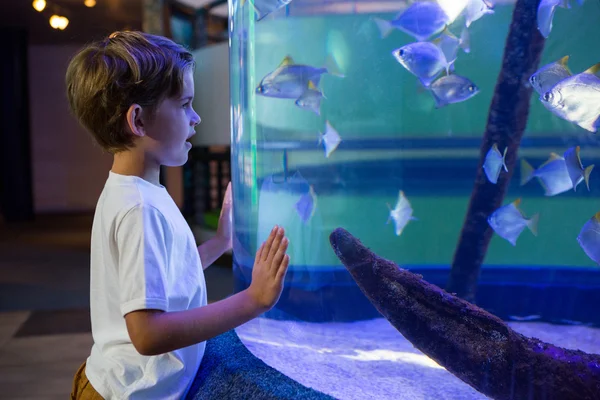 Junger Mann sieht Fische im Becken an — Stockfoto