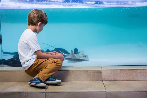 Young man looking at manta ray — Stock Photo, Image