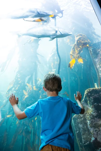 Jonge man aanraken een verlichten vis-tank — Stockfoto