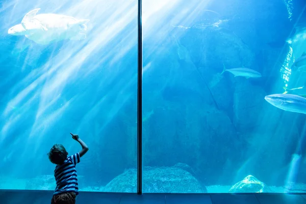 Young man looking at a sea turtle swimming — Stock Photo, Image