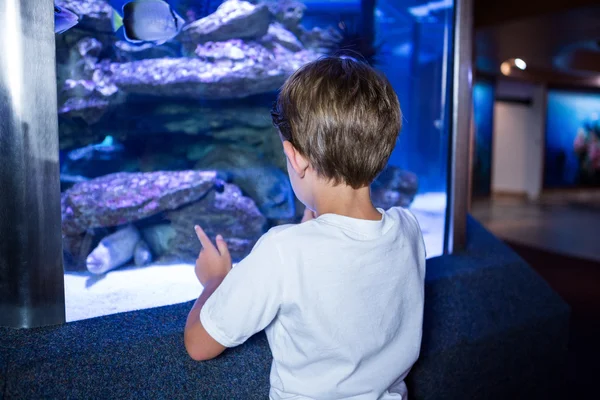 Junger Mann sieht Fische im Becken an — Stockfoto