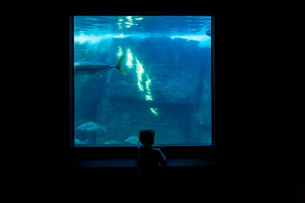 Joven observando peces en una habitación oscura — Foto de Stock