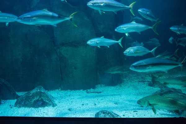 Poissons nageant dans un aquarium — Photo